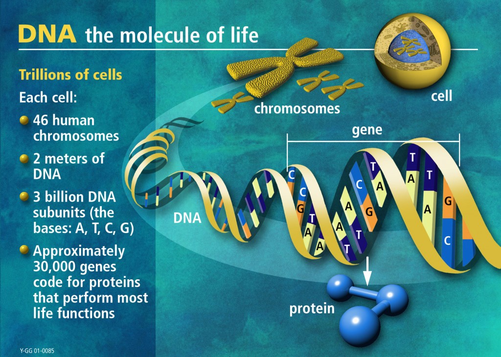 DNA