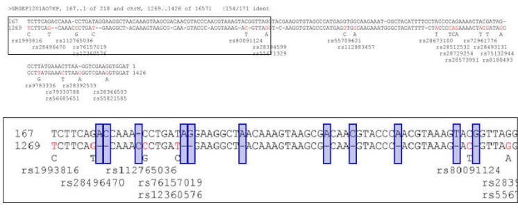 scsmtdna167black