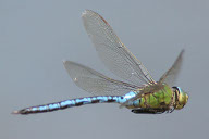 dragonfly wing position