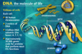 DNA DNA Proof that Starchild Skull is Alien