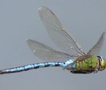 dragonfly wing position