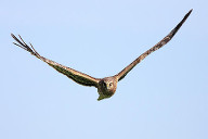 hawk wing position