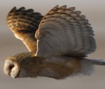 owl wing position