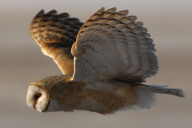 owl wing position
